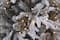 7.5ft. Pre-Lit Fairbanks Fir Realistic Artificial Christmas Tree, Warm White Mini LED Lights by Ashland®